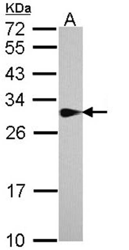 Anti-SPR Antibody (A40103) | Antibodies.com